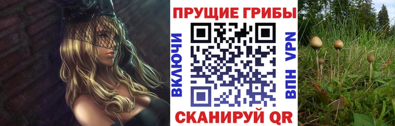 Галлюциногенные грибы Psilocybe  Липки 